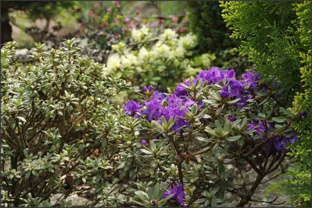 Azalea japonica.